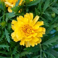 French Marigold - Super Hero Yellow