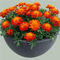 French Marigold - Super Hero Harmony