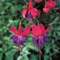 Fuchsia 'Winston Churchill'