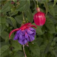 Fuchsia 'Gillian Anthea'