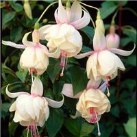Fuchsia 'Annabel'