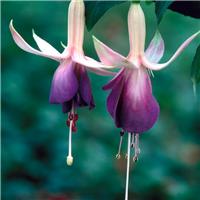 Fuchsia 'Carmel Blue'