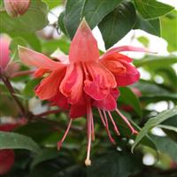 Fuchsia 'Bicentennial' - Large Flowered Double