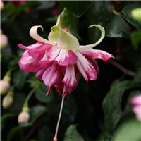 Fuchsia 'Flying Scotsman' - Large Flowered Double