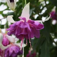 Fuchsia 'Blue Mirage' - Large Flowered Double