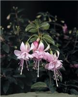 Fuchsia Claudia - Double Flowered Trailing Fuchsia