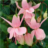Fuchsia 'Pink Galore' - Double Flowered Trailing Fuchsia