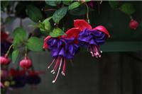 Fuchsia Dark Eyes - Double Flowered Trailing Fuchsia