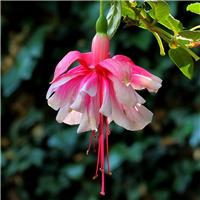 Fuchsia 'Matt Busby' - Double Flowered Trailing Fuchsia