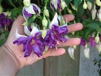 Fuchsia Blue Angel - Double Flowered Trailing Fuchsia