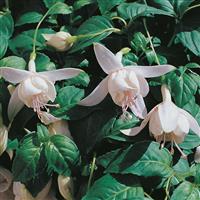 Fuchsia 'Happy Wedding' - Double Flowered Trailing Fuchsia