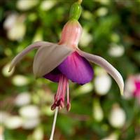 Fuchsia 'La Campanella' - Double Flowered Trailing Fuchsia