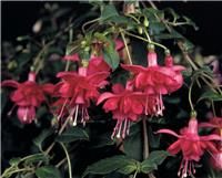 Fuchsia Blaze Away - Semi-Double Flame Flowered Trailing Fuchsia