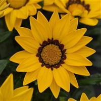 Gazania Yellow Flame - Sun Daisy