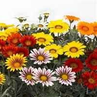 Gazania Silver Frosty Mix - Sun Daisy