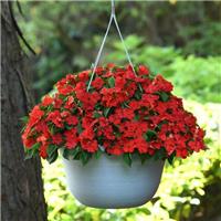 Busy Lizzie - Impatiens Beacon Bright Red