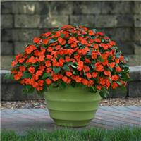 Busy Lizzie - Impatiens Beacon Orange