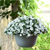 Busy Lizzie - Impatiens Beacon White