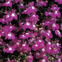 Lobelia Trailing Fountain Rose