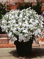 Lobelia Trailing Fountain White