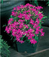 Lobelia Erinus Riviera Rose