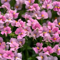 Nemesia fruticans Pink