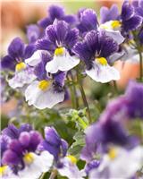 Nemesia fruticans Blue Bicolour