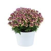 Nemesia fruticans Magenta Bicolour