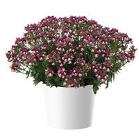 Nemesia fruticans Purple Bicolour