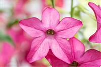 Nicotiana - Pink