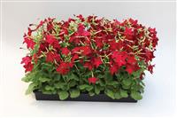 Nicotiana - Red
