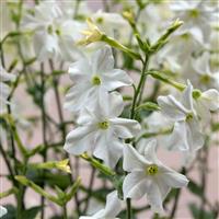 Nicotiana - White
