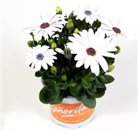 Osteospermum Daisy - Christina White