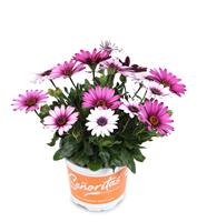 Osteospermum Daisy - Linda Pink