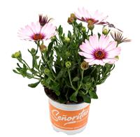 Osteospermum Daisy - Pink & Gold