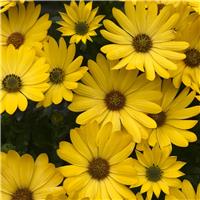Osteospermum Daisy - Sunset Shades