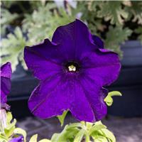 Petunia Trailing Blue - Pack of SIX Potted Plants
