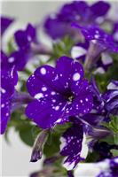 Petunia Night Sky in Bud and Bloom