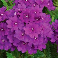 Cascading Verbena Lanai Blue