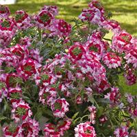 Cascading Verbena Lanai Red Twister