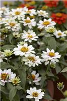 Zinnia Zahara - Starlight Rose