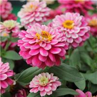 Zinnia Zahara - Double Raspberry Ripple