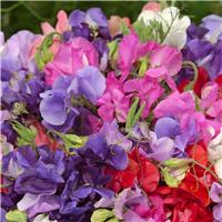 50 x Fragrant Sweet Pea Plants - King Size Coronation Blend