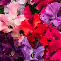 Sweet Pea Plants 'Spencer Mix'