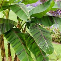 Musa sikkimensis Ever Red - Hardy Darjeeling Banana