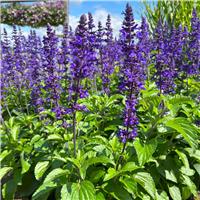 Salvia Mystic Spires - In Bud & Bloom