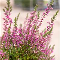 Heather Plant - Calluna vulgaris 'Marlies'