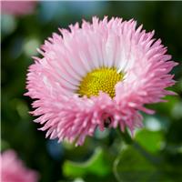 Bellis 'Robella Salmon Pink'