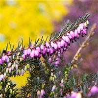 Heather Plant - Erica x darleyensis 'Rubina'