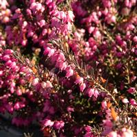 Erica carnea 'Wintersun'
